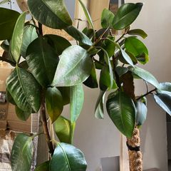 Rubber Tree Plants