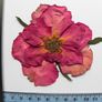 Roses - Pressed Flowers for Crafting: Petals, Leaves, Half Flowers, Full Flower Image 3