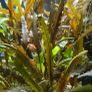 aquarium plants Image 2
