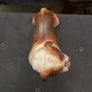 english buldog Image 5