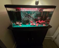 Fish tank