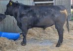 Pbr angus bull