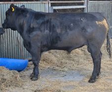 Pbr angus bull