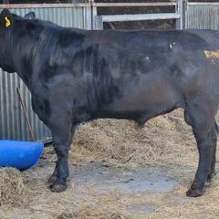 Pbr angus bull