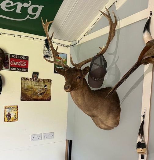 Taxidermy Fallow buck shoulder mount 1
