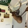 Taxidermy Fallow buck shoulder mount 1 Image 2