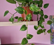 Devils ivy hanging plant