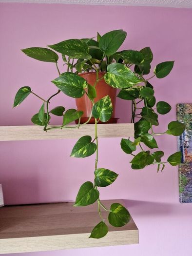 Devils ivy hanging plant