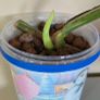 Monstera Thai Constellation Image 2