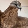 taxidermy buzzard Image 2