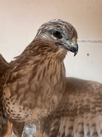 taxidermy buzzard