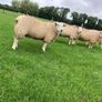 Belclare PBR Ram Lambs Image 4