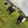 11 Super Heifer Calves Image 10