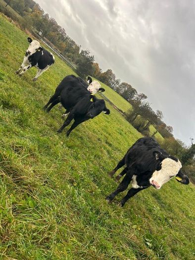 11 Super Heifer Calves
