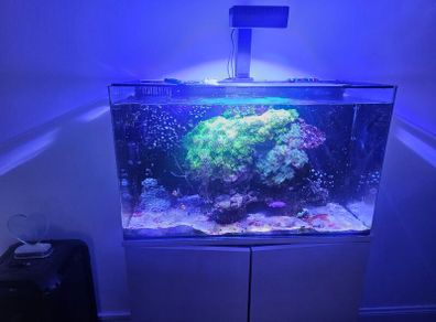 aqua one aquarium