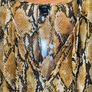 River Island mustard animal skin pattern dress above the knee size UK10 EU38 Postage included Image 2