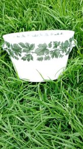 Spode Bowl