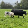 Suckler cows and calves Organic Speckle Park Image 6