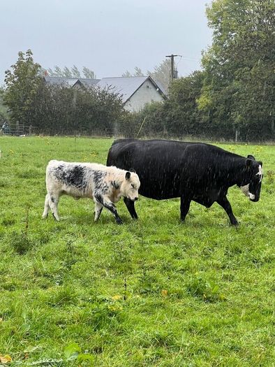 Suckler cows and calves Organic Speckle Park