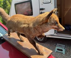 victorian fox