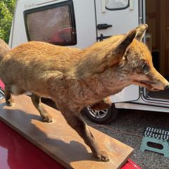 victorian fox