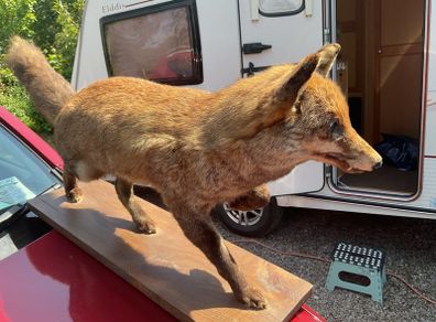 victorian fox