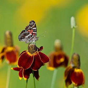 (C) Prairie Coneflower Mexican Hat seeds 0,2g (432035)