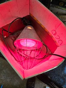 Heat lamp for raising baby chicks or other animals