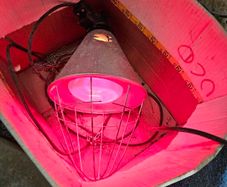 Heat lamp for raising baby chicks or other animals