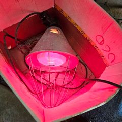Heat lamp for raising baby chicks or other animals