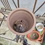 Terracotta pot  garden pot,  Garden decorations vintage old antique succulent plant included flowers pots ignore plants decor statue chair bench free Image 2