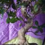 Bonsai Image 6