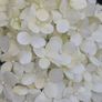 Hydrangea Image 5