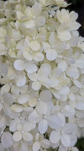 Hydrangea