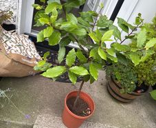 bay Laurel
