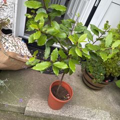 bay Laurel