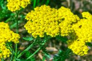 HT Achillea, Yarrow Cloth Of Gold seeds 0.25g (525004)