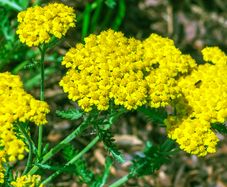 HT Achillea, Yarrow Cloth Of Gold seeds 0.25g (525004)
