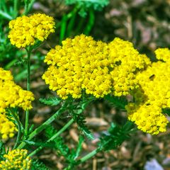 HT Achillea, Yarrow Cloth Of Gold seeds 0.25g (525004)