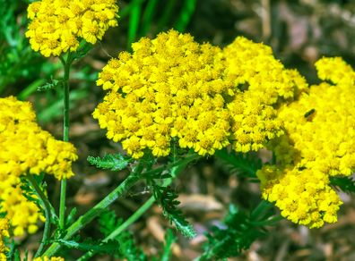 HT Achillea, Yarrow Cloth Of Gold seeds 0.25g (525004)