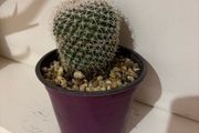 cactus plant