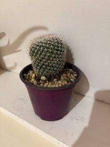 cactus plant
