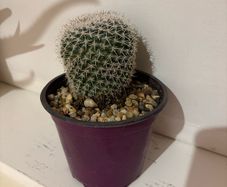 cactus plant