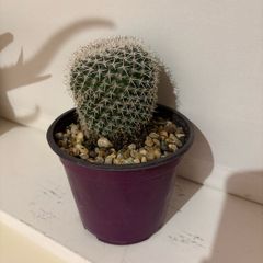 cactus plant