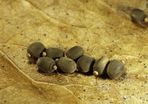 Indian stick insect eggs