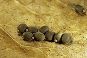 Indian stick insect eggs