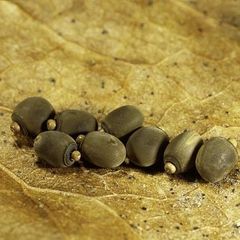 Indian stick insect eggs
