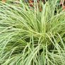 plants Image 2