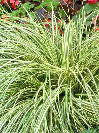 plants