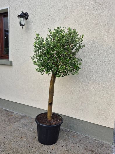 Olive tree, extra large 45cm pot / 1 available